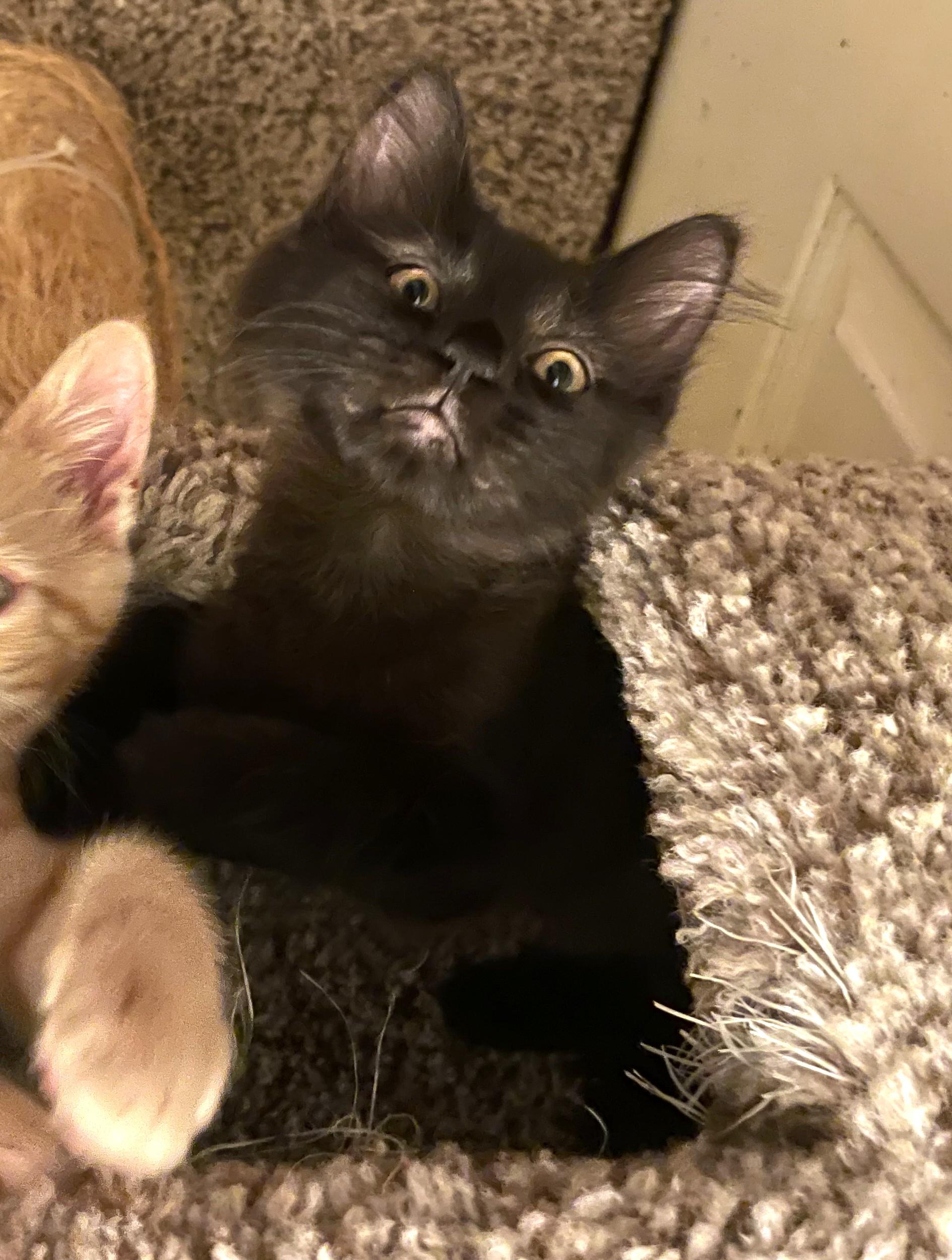 Enlarge Cedarwood (orange boy), Cherrywood (short hair girl), Rosewood (long hair girl), a Adopted Domestic Short Hair in Columbus, OH image 5/6