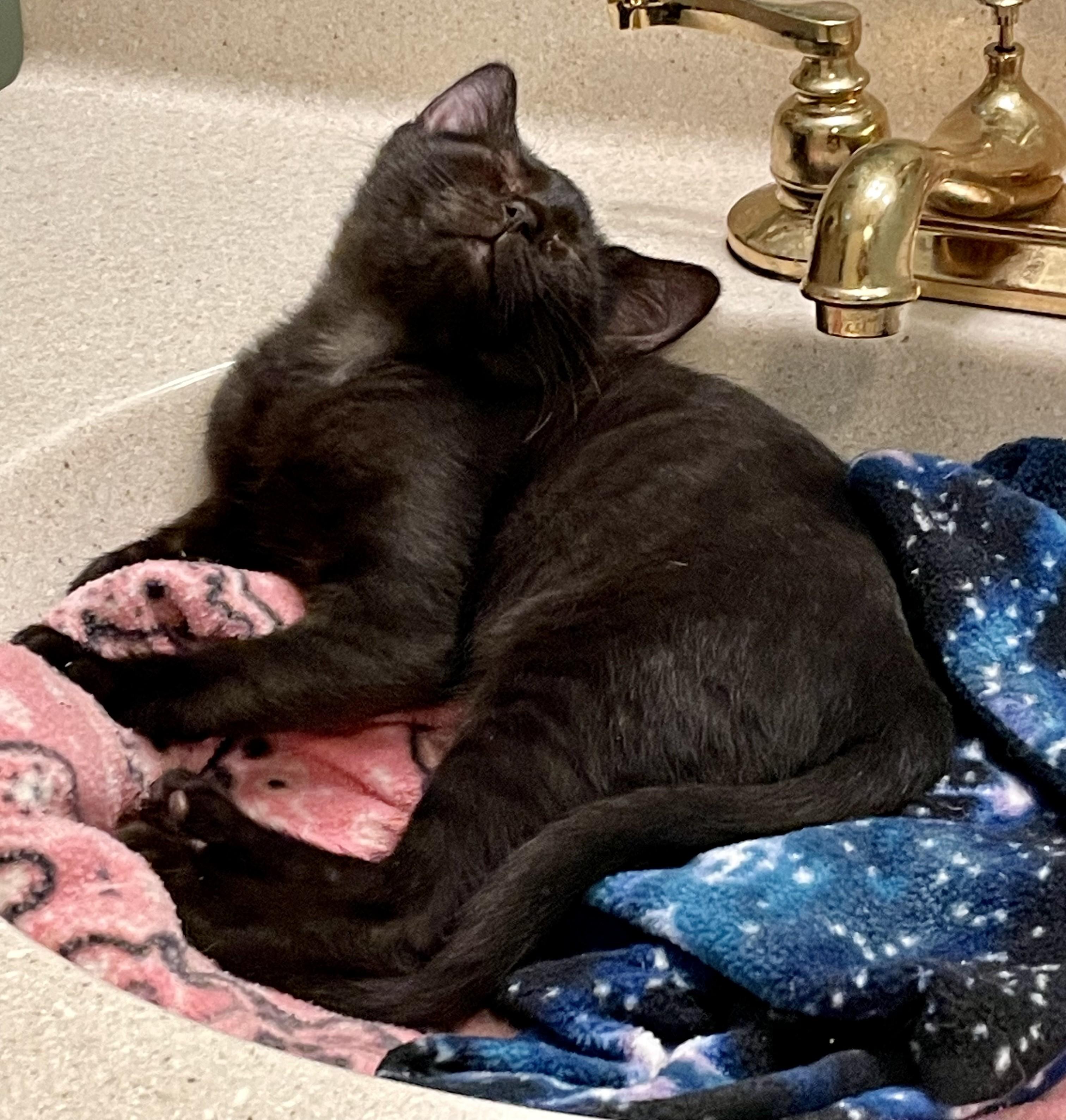 Enlarge Cedarwood (orange boy), Cherrywood (short hair girl), Rosewood (long hair girl), a Adopted Domestic Short Hair in Columbus, OH image 3/6