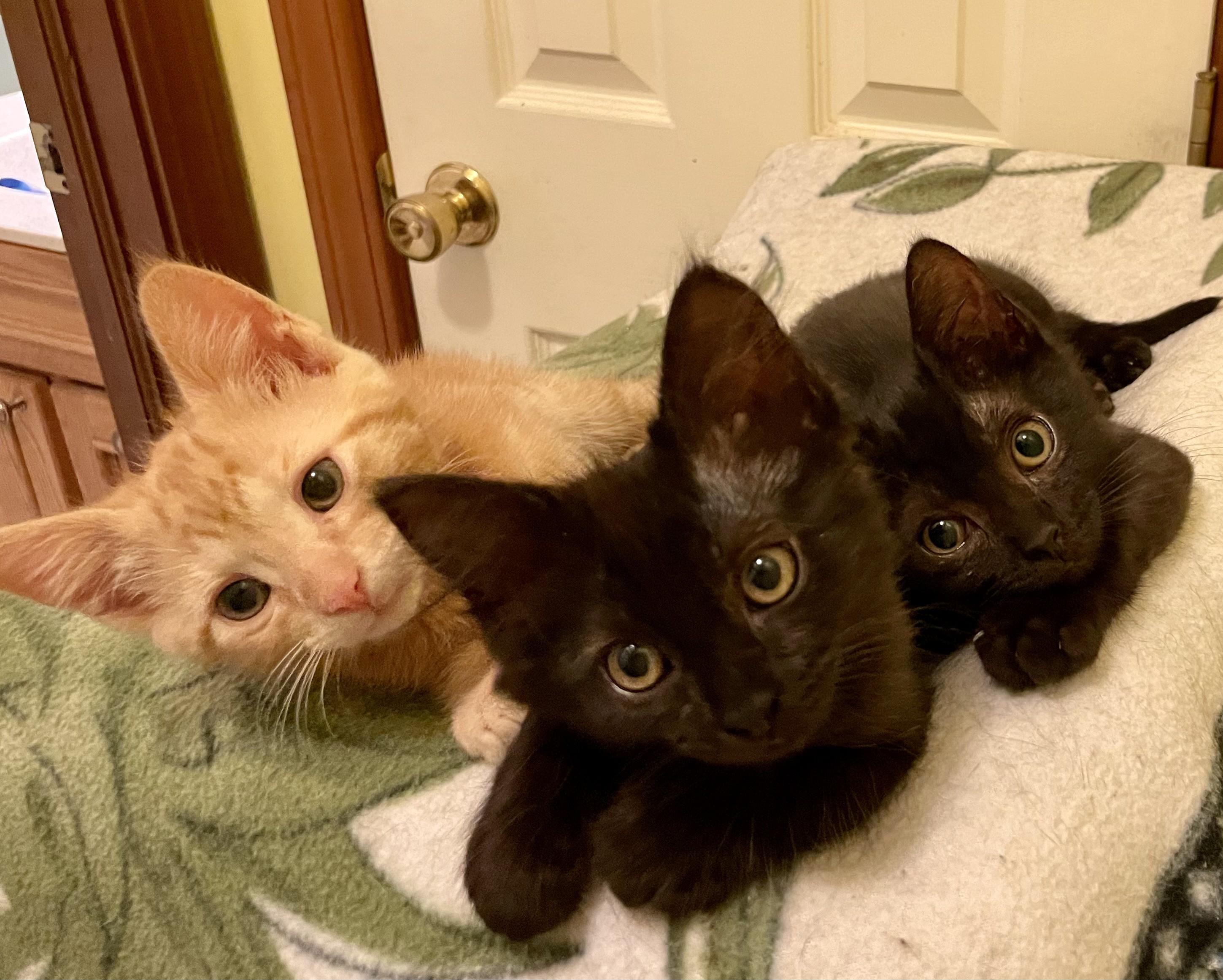 Cedarwood (orange boy), Cherrywood (short hair girl), Rosewood (long hair girl), Adopted, Kitten Female Domestic Short Hair.