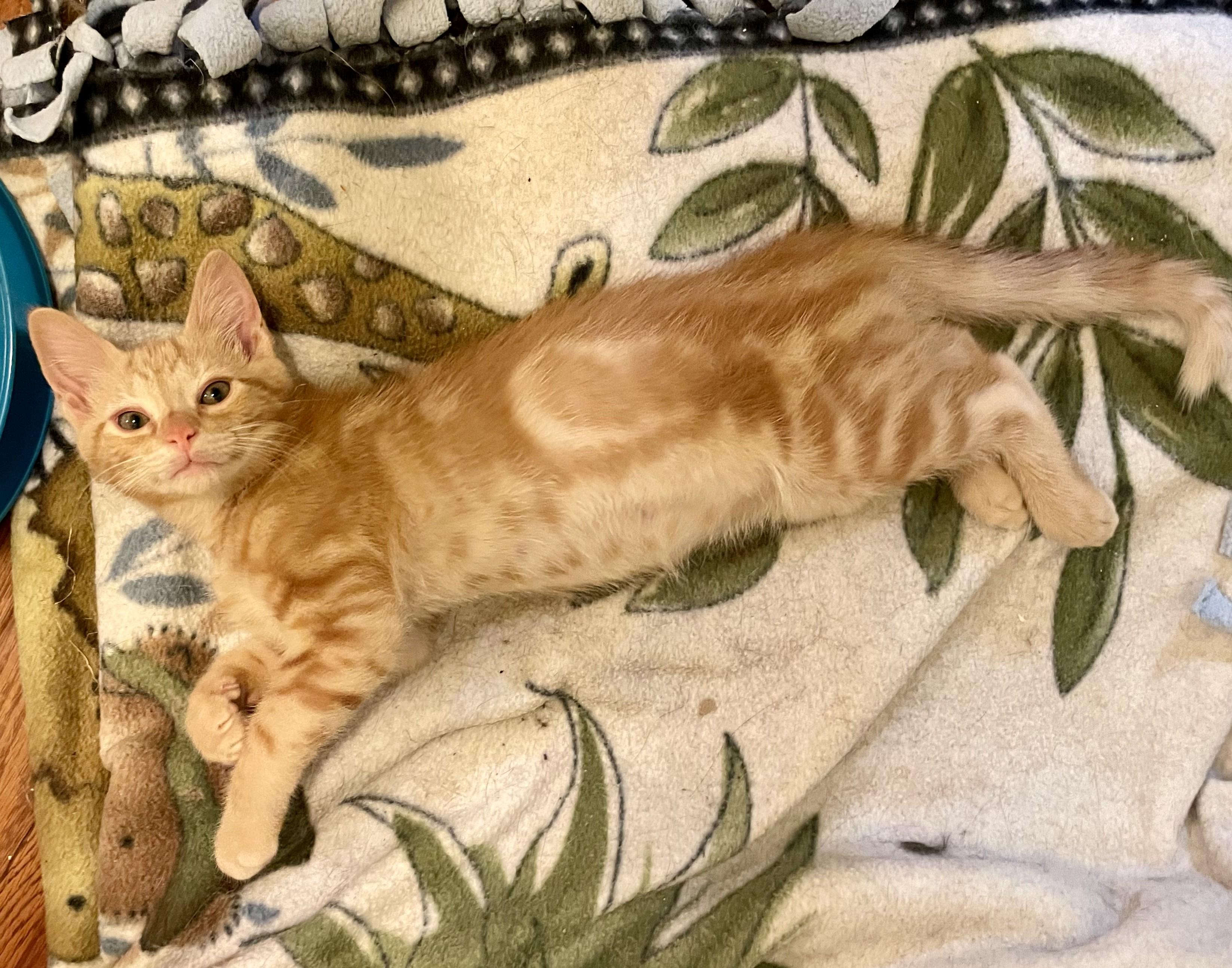Enlarge Cedarwood (orange boy), Cherrywood (short hair girl), Rosewood (long hair girl), a Adopted Domestic Short Hair in Columbus, OH image 2/6