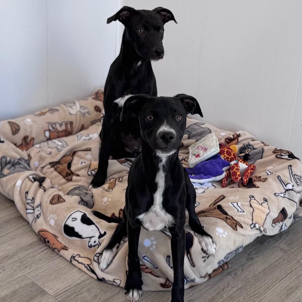 Enlarge Teagan, a Adoptable mixed breed in Green Bay, WI image 3/6