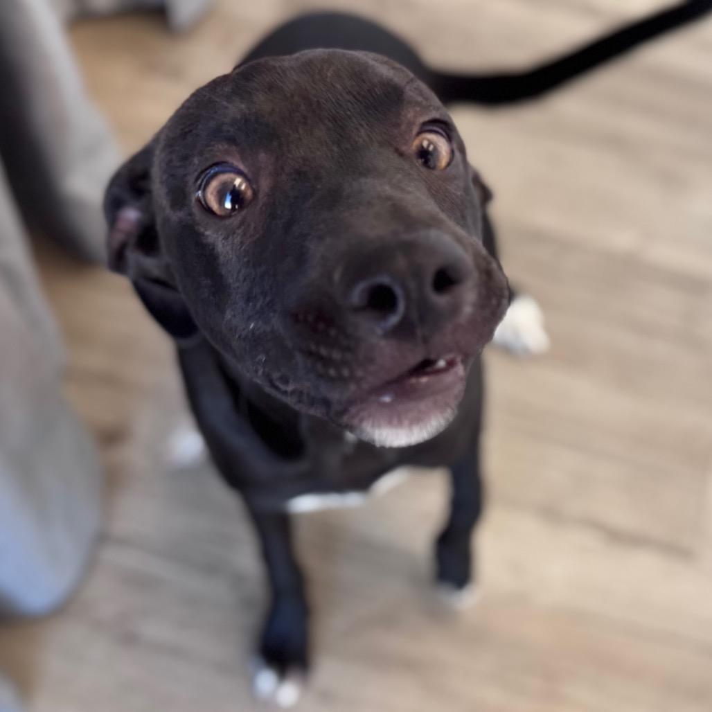 Enlarge Teagan, a Adoptable mixed breed in Green Bay, WI image 4/6