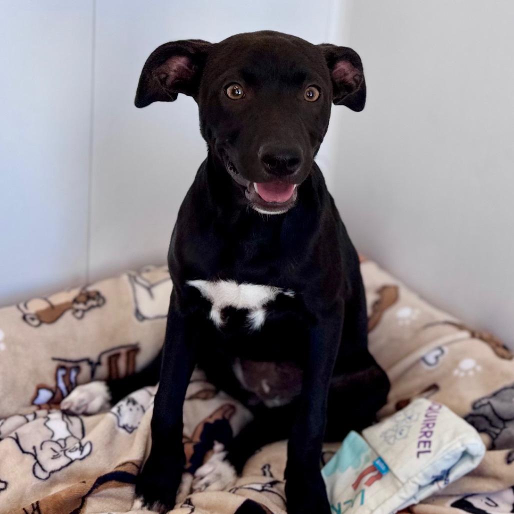 Enlarge Teagan, a Adoptable mixed breed in Green Bay, WI image 6/6