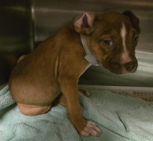 KORA, Adoptable, Puppy Female Staffordshire Bull Terrier & Mixed Breed.