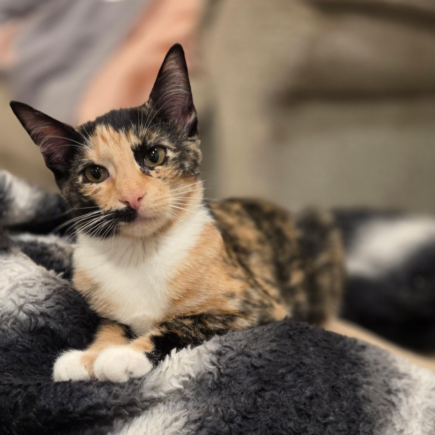 Remi, Adoptable, Kitten Female Calico & Domestic Short Hair.