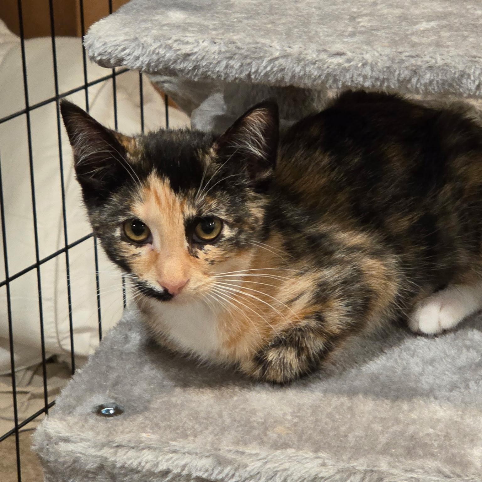 Enlarge Remi, a Adoptable mixed breed in Moriches, NY image 4/4