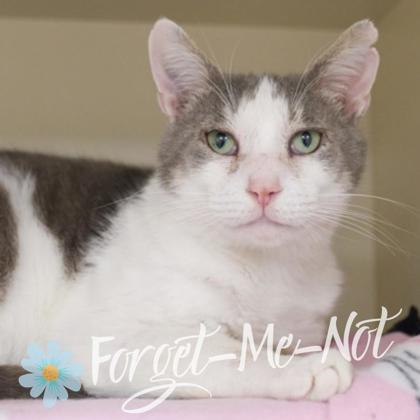 Dannie, a Adoptable mixed breed in Verona, WI image 1/3