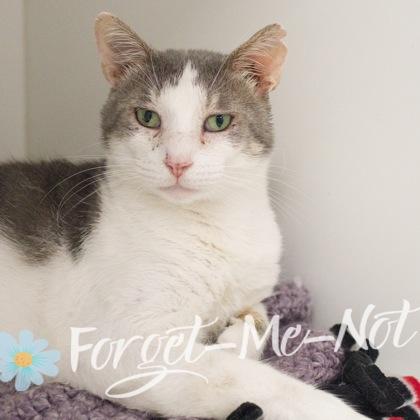Dannie, Adoptable, Adult Male Domestic Short Hair & Domestic Short Hair.