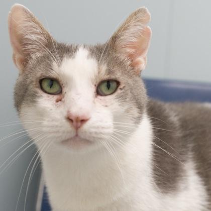 Dannie, a Adoptable mixed breed in Verona, WI image 2/3