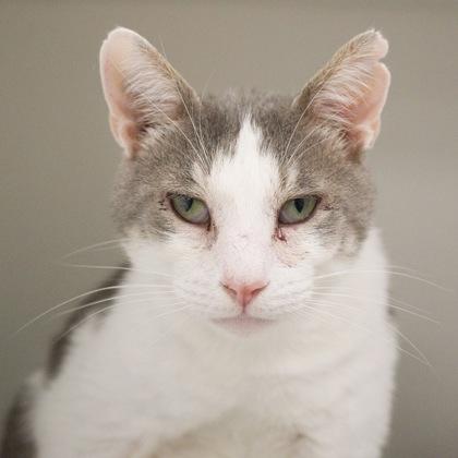 Dannie, a Adoptable mixed breed in Verona, WI image 3/3