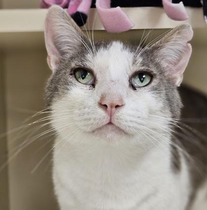 Dannie, a Adoptable mixed breed in Verona, WI image 3/3