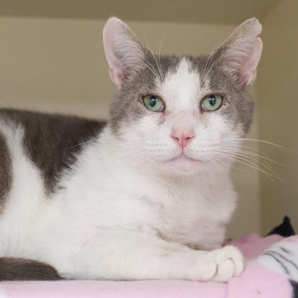 Dannie, a Adoptable mixed breed in Verona, WI image 3/3