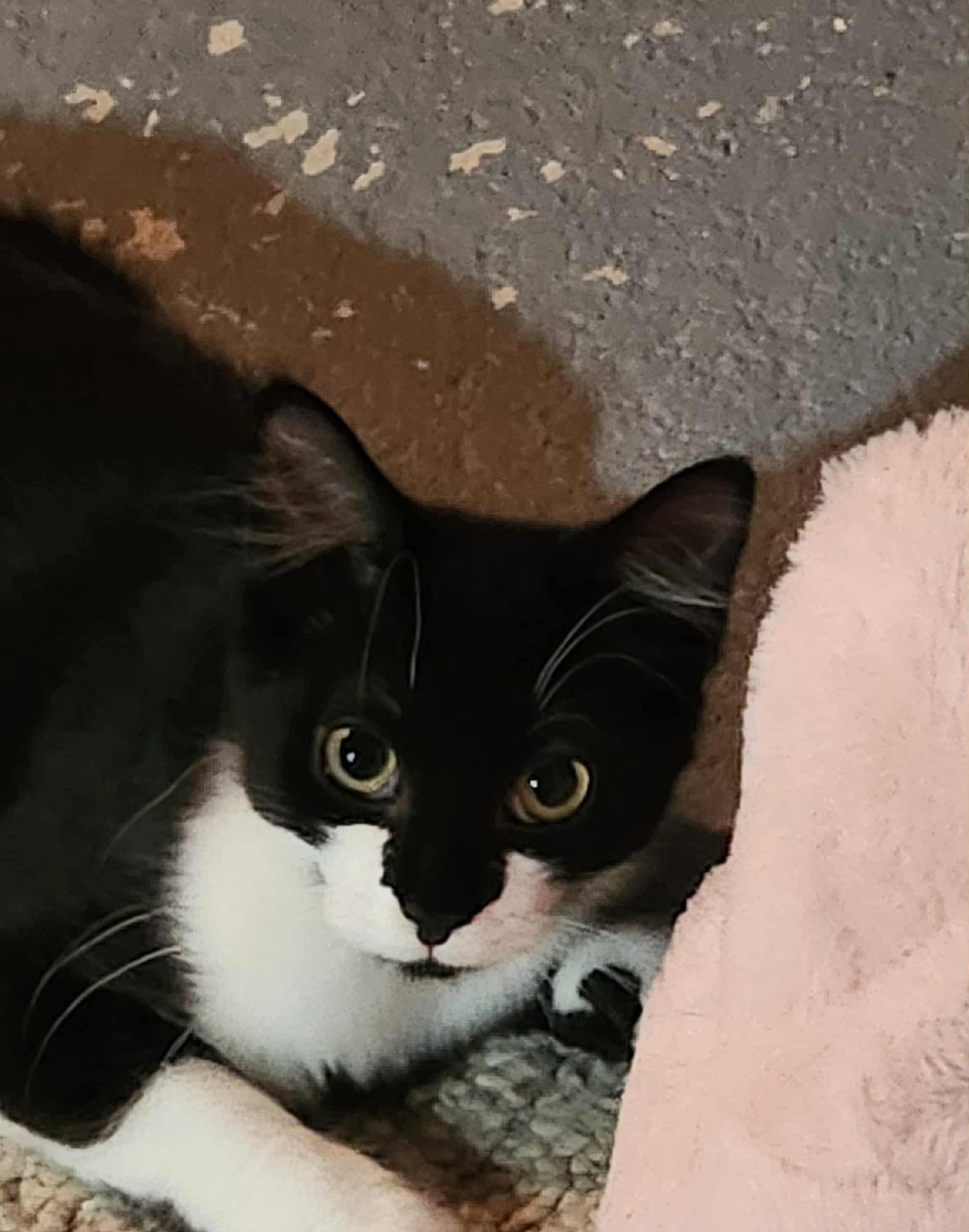 Biscotti, a Adoptable Tuxedo in Norwich, CT image 2/3
