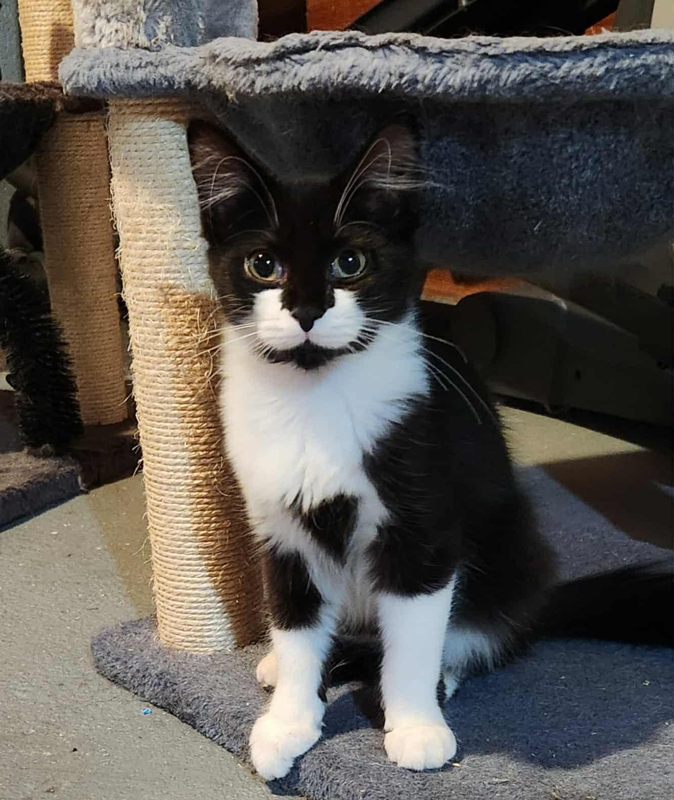 Biscotti, a Adoptable Tuxedo in Norwich, CT image 3/3