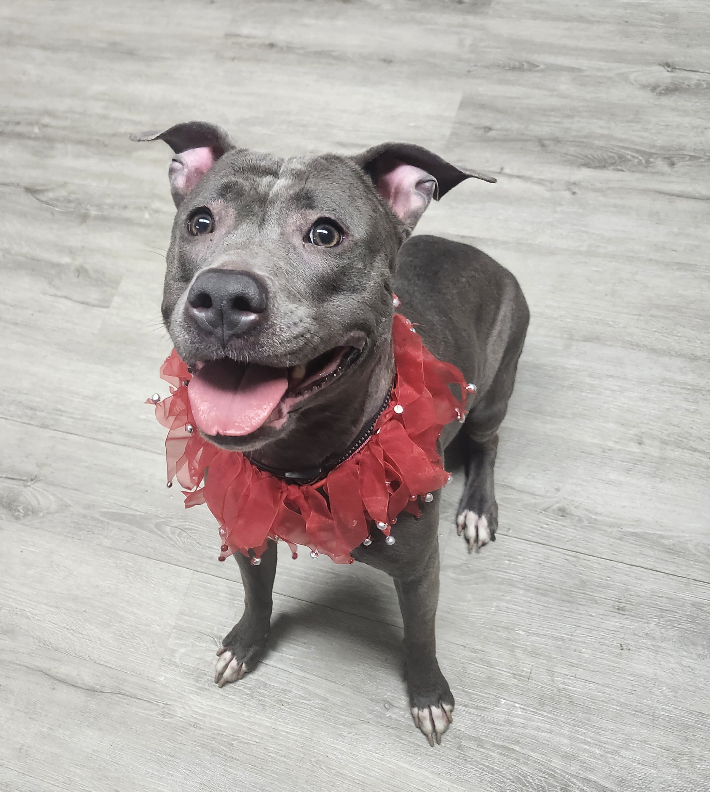 Taggie, a Adoptable mixed breed image 2/5