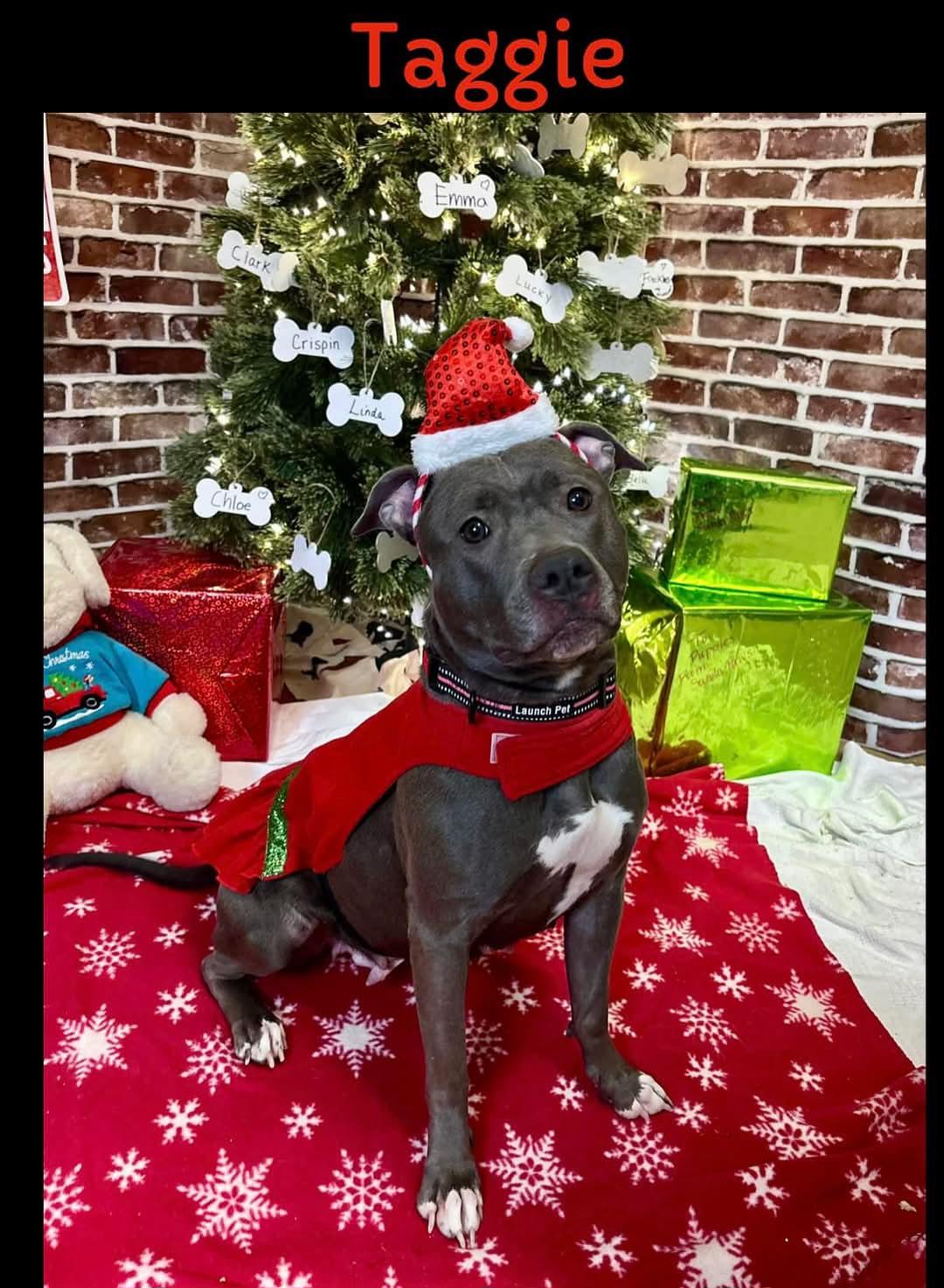 Taggie, a Adoptable mixed breed image 1/5