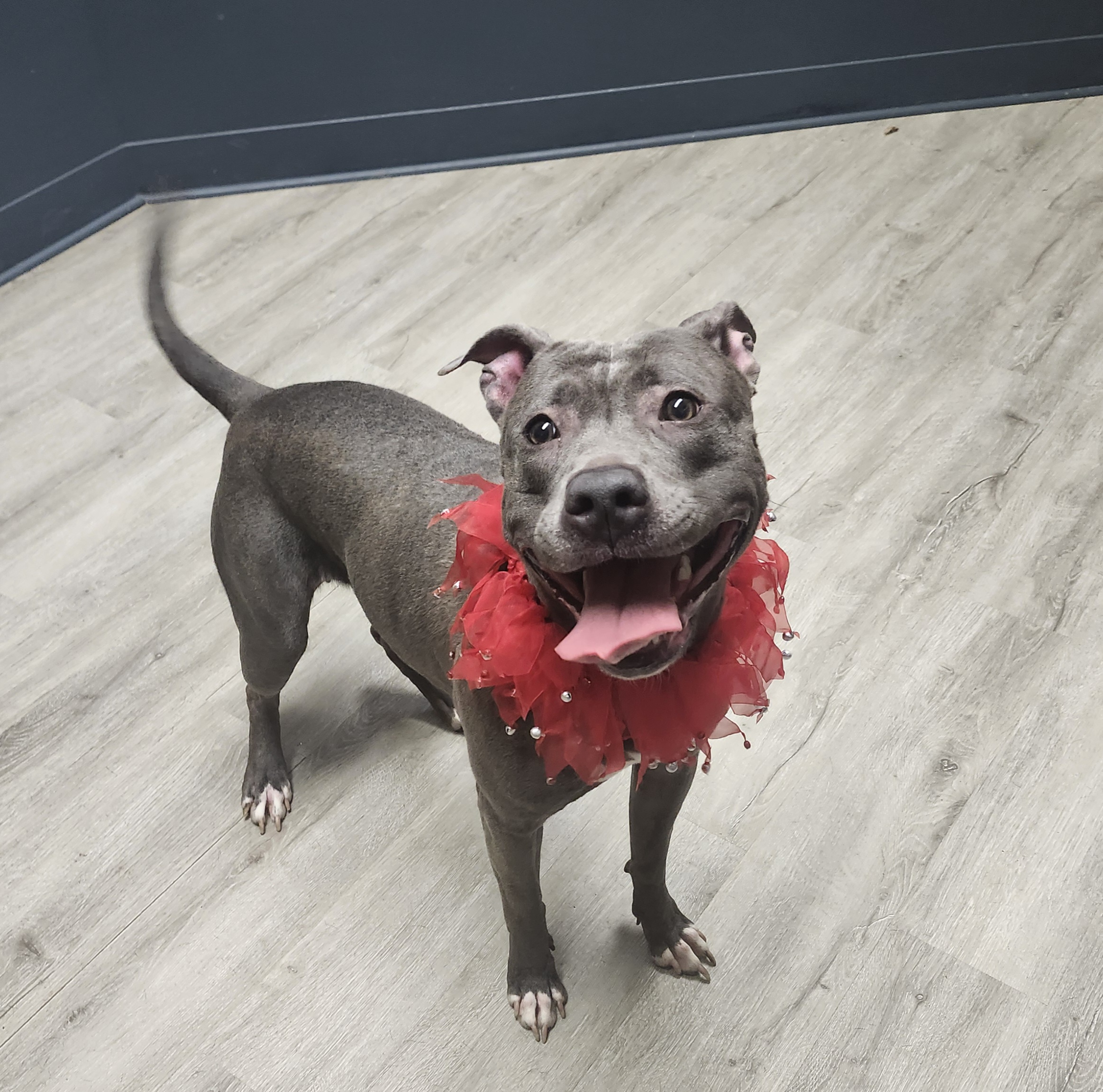 Taggie, a Adoptable mixed breed image 3/5