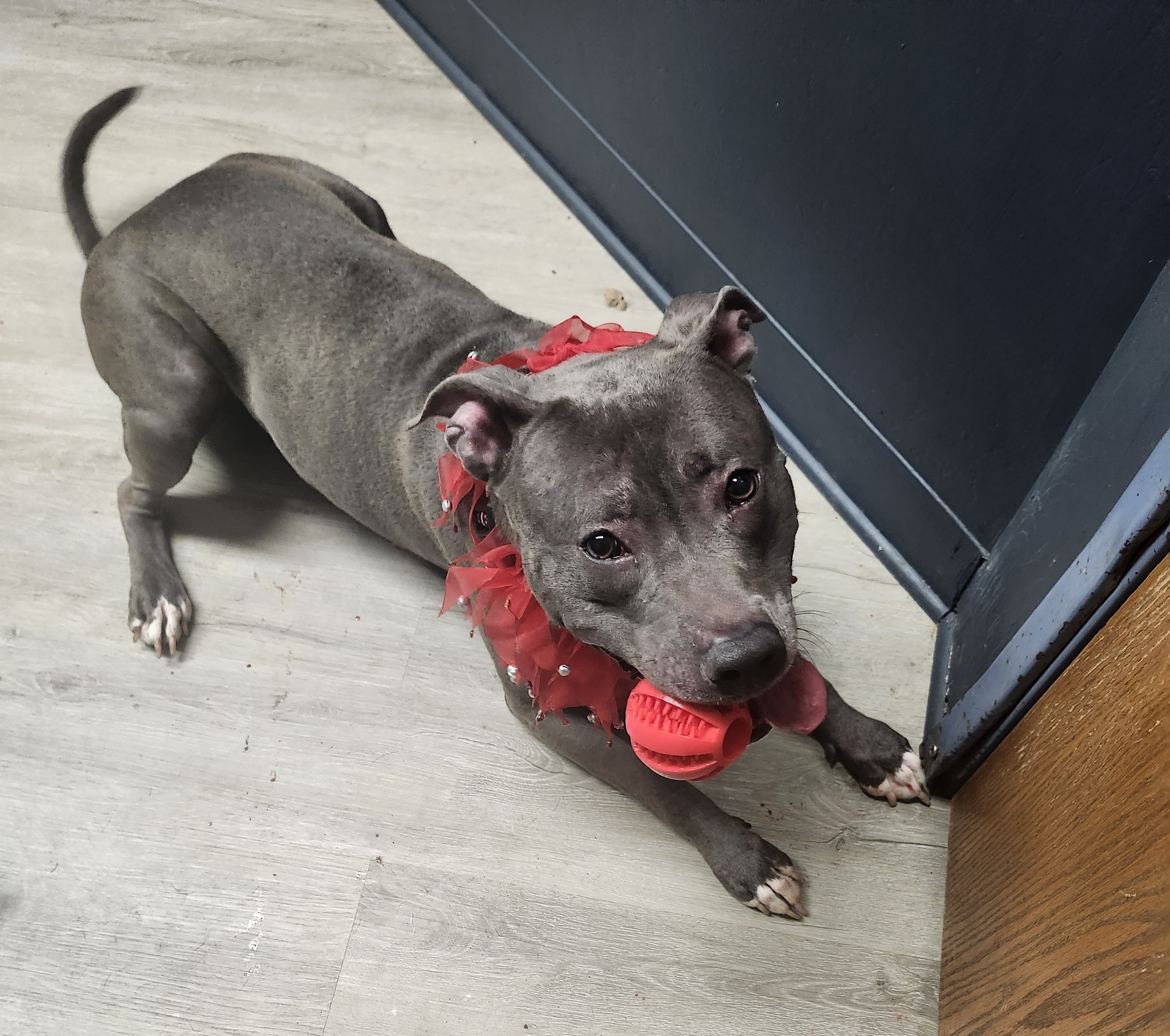 Taggie, a Adoptable mixed breed image 4/5