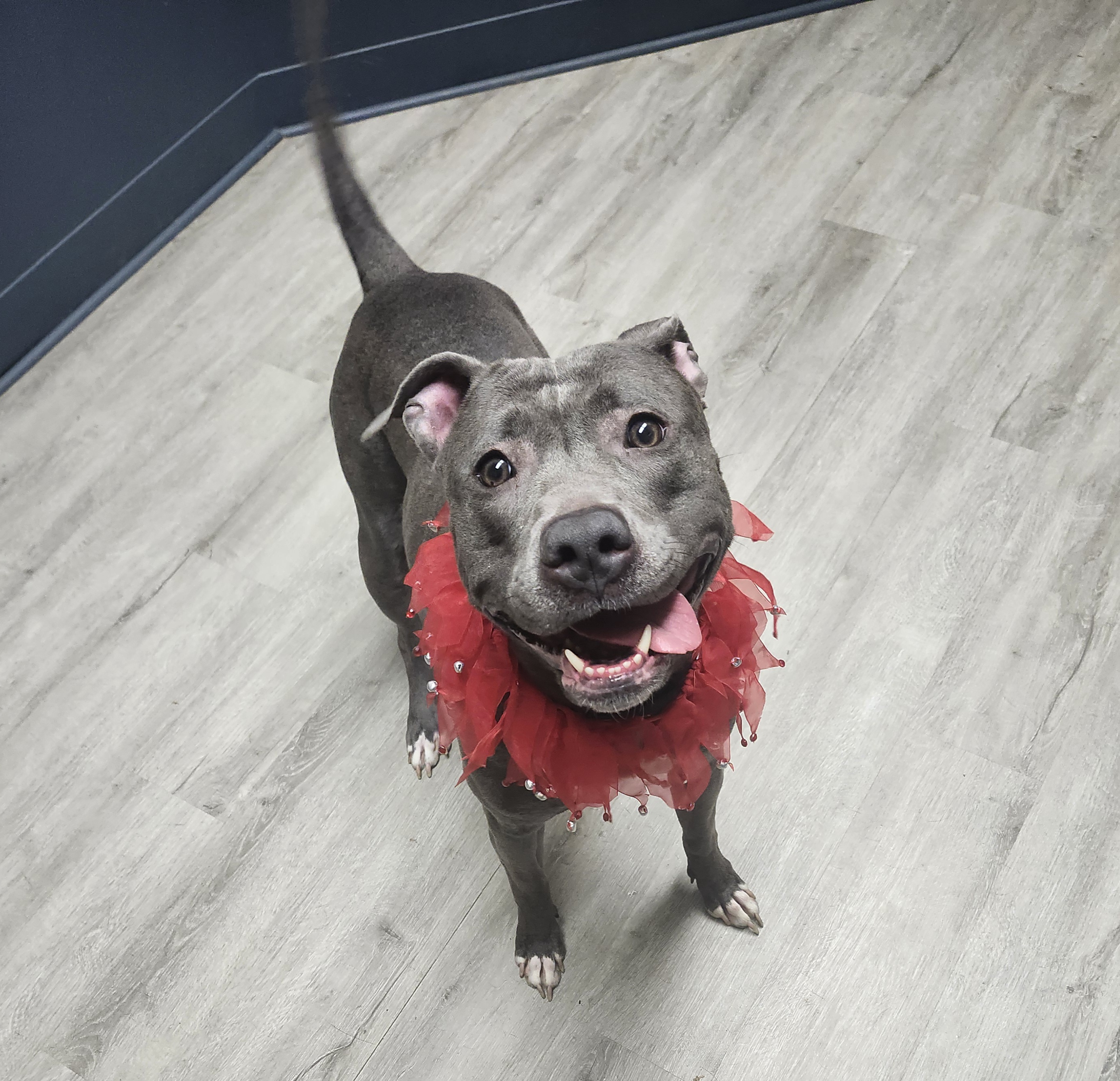 Taggie, a Adoptable mixed breed image 5/5