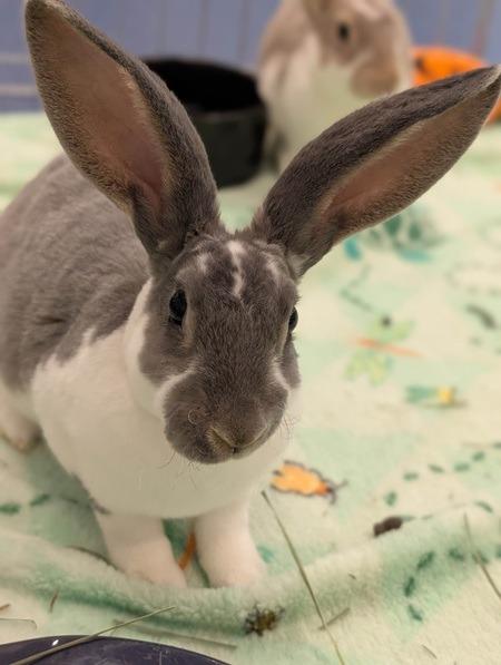 Bushkin, Adoptable, Baby Female Mini Rex.