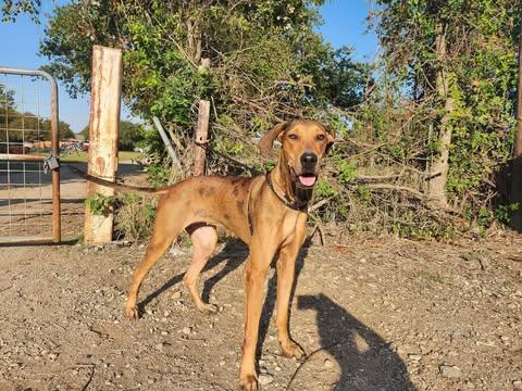Freya Rose, Adoptable, Young Female Great Dane & Rhodesian Ridgeback.