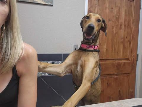 Enlarge Freya Rose, a Adoptable mixed breed in Evansville, IN image 3/6