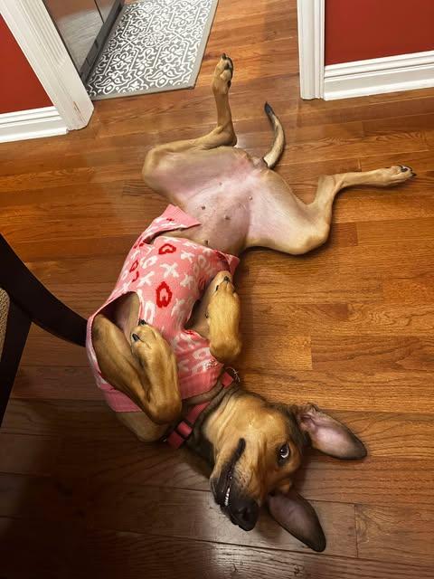 Freya Rose, Adoptable, Young Female Great Dane & Rhodesian Ridgeback.