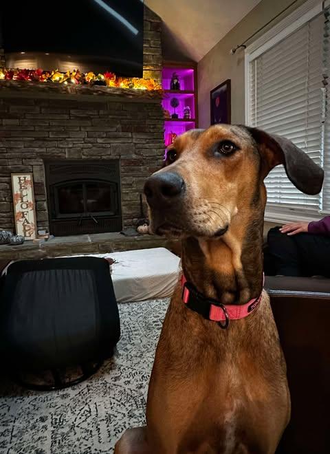 Enlarge Freya Rose, a Adoptable mixed breed in Evansville, IN image 5/6