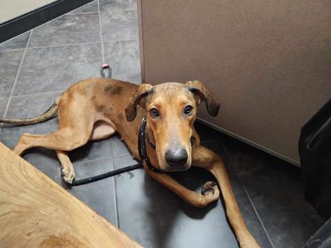 Enlarge Freya Rose, a Adoptable mixed breed in Evansville, IN image 2/6