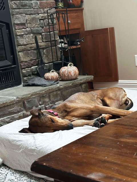 Enlarge Freya Rose, a Adoptable mixed breed in Evansville, IN image 6/6