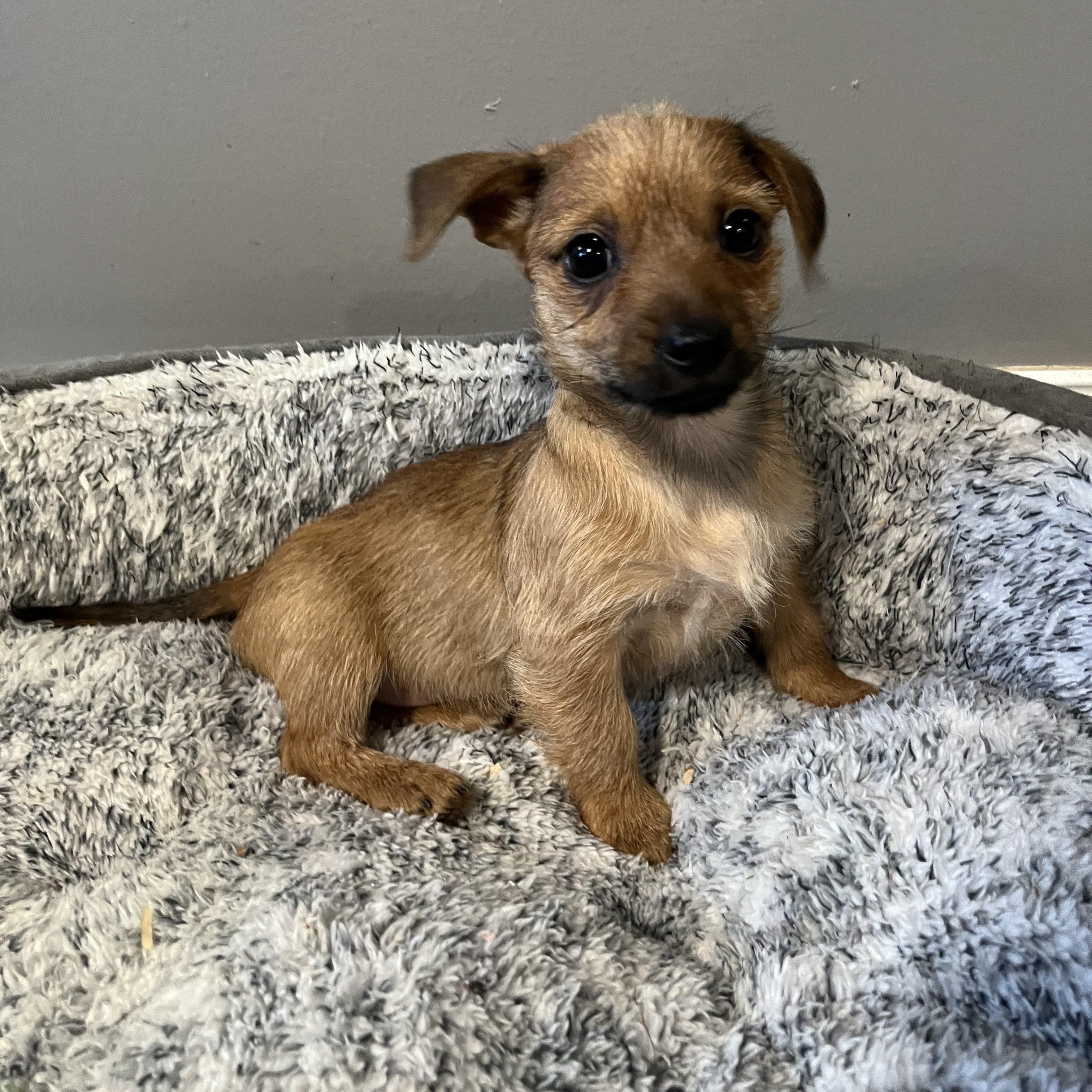 Enlarge Maple , an adopted mixed breed in Sherman, IL image 1/1