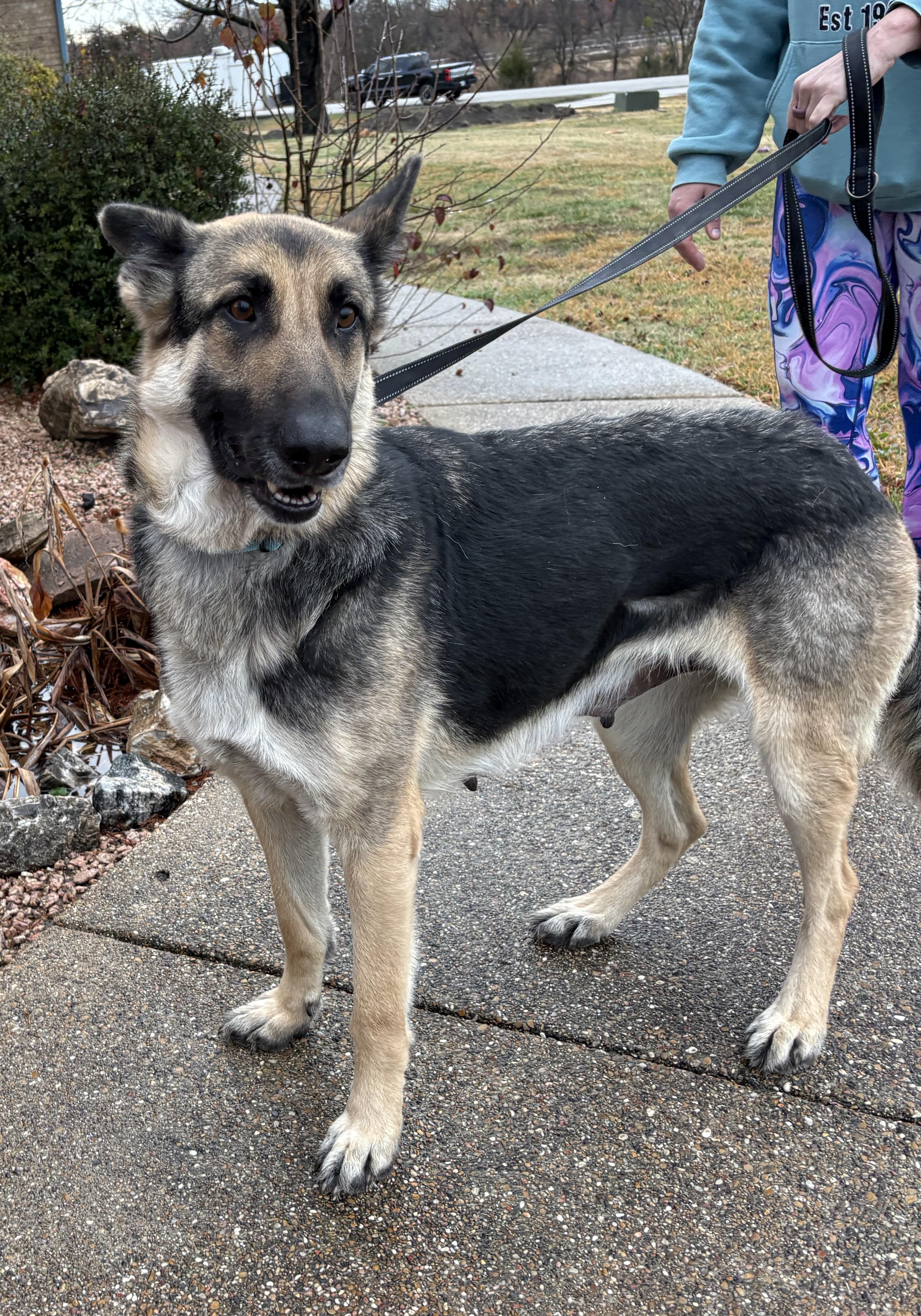 Bellini, ADOPTABLE, Adult Female German Shepherd Dog.