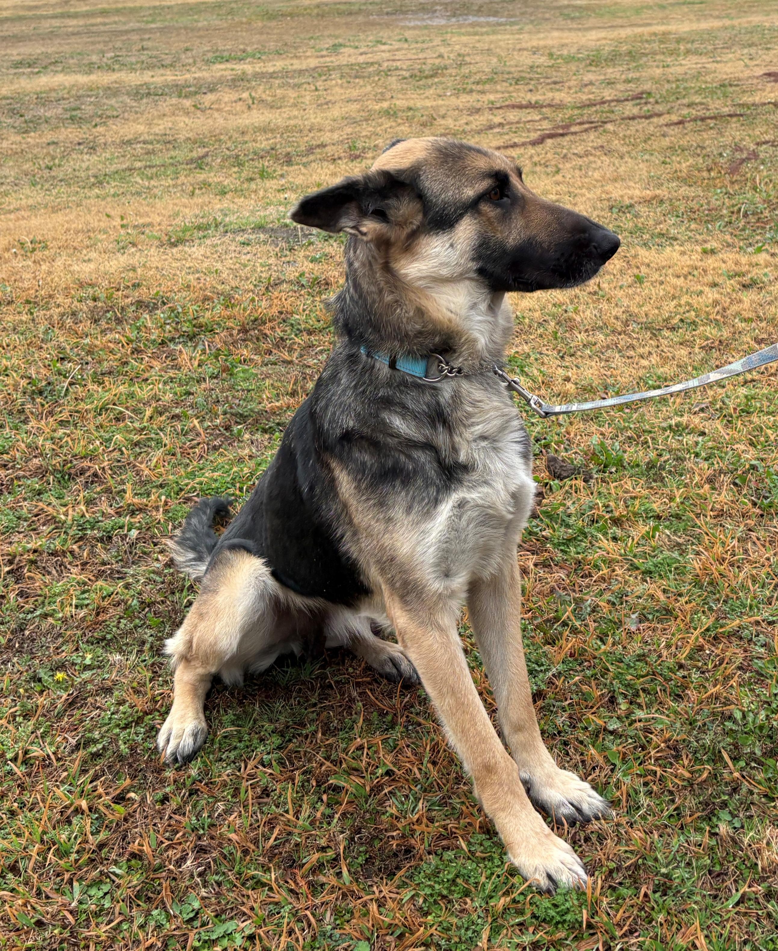 Enlarge Bellini, a ADOPTABLE German Shepherd Dog in Dallas, TX image 3/6