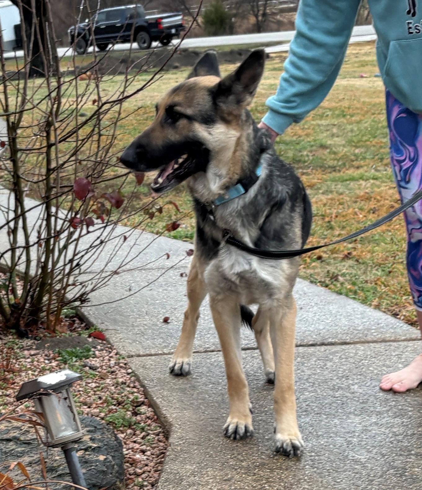 Enlarge Bellini, a ADOPTABLE German Shepherd Dog in Dallas, TX image 4/6