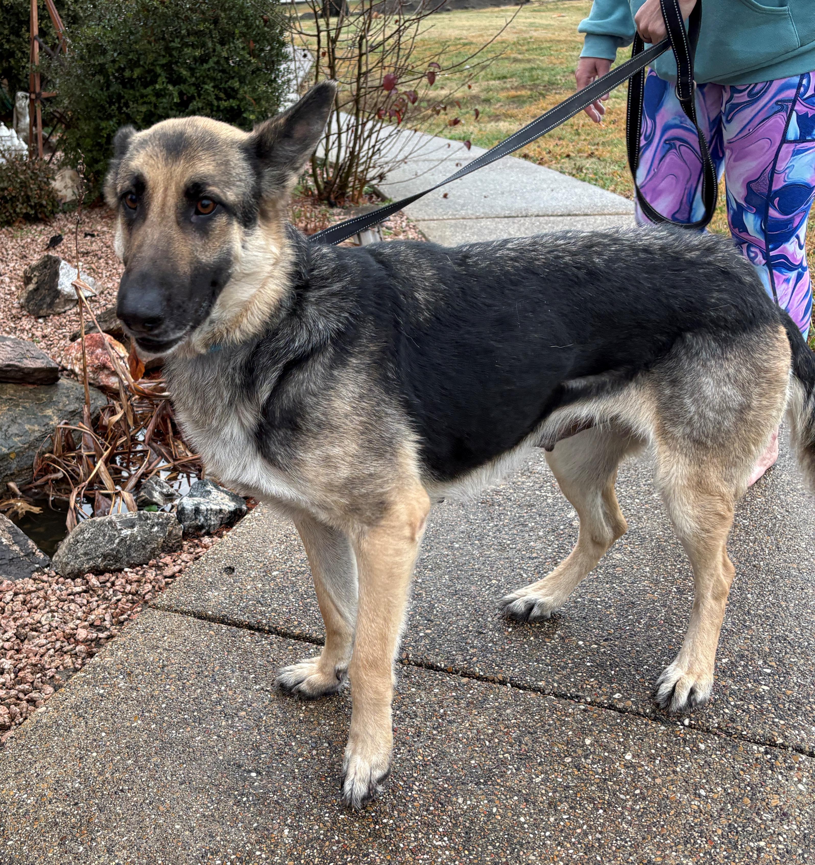 Enlarge Bellini, a ADOPTABLE German Shepherd Dog in Dallas, TX image 5/6
