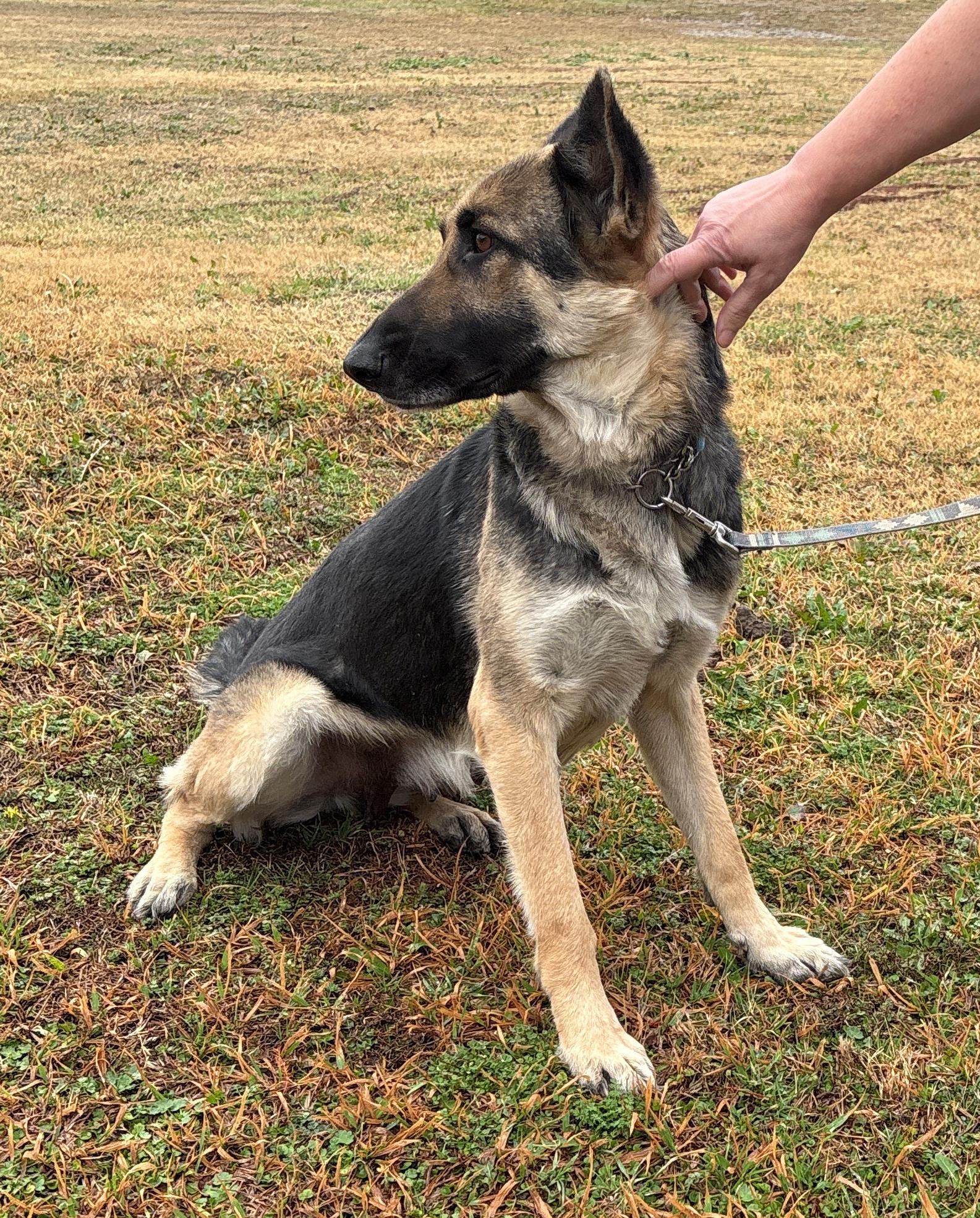 Enlarge Bellini, a ADOPTABLE German Shepherd Dog in Dallas, TX image 6/6