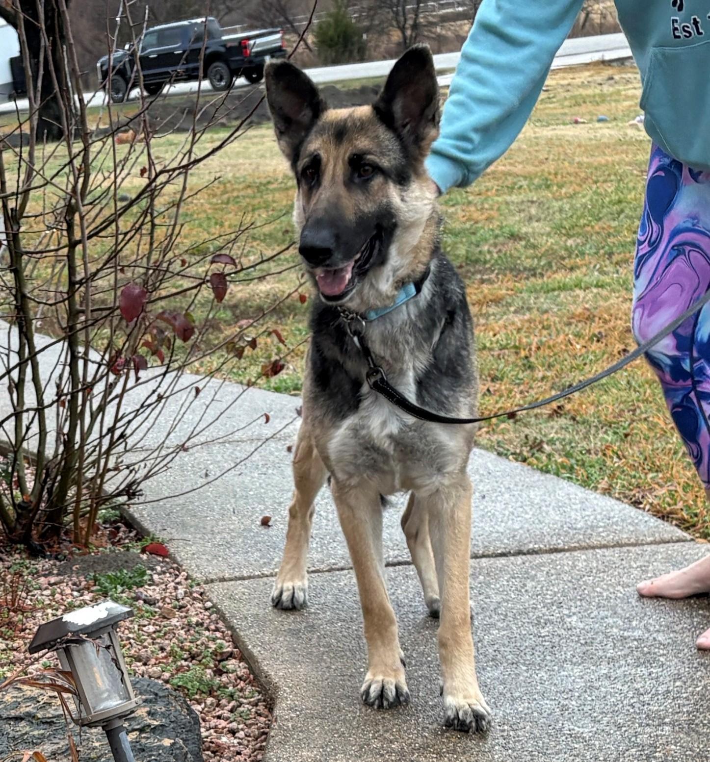 Enlarge Bellini, a ADOPTABLE German Shepherd Dog in Dallas, TX image 2/6