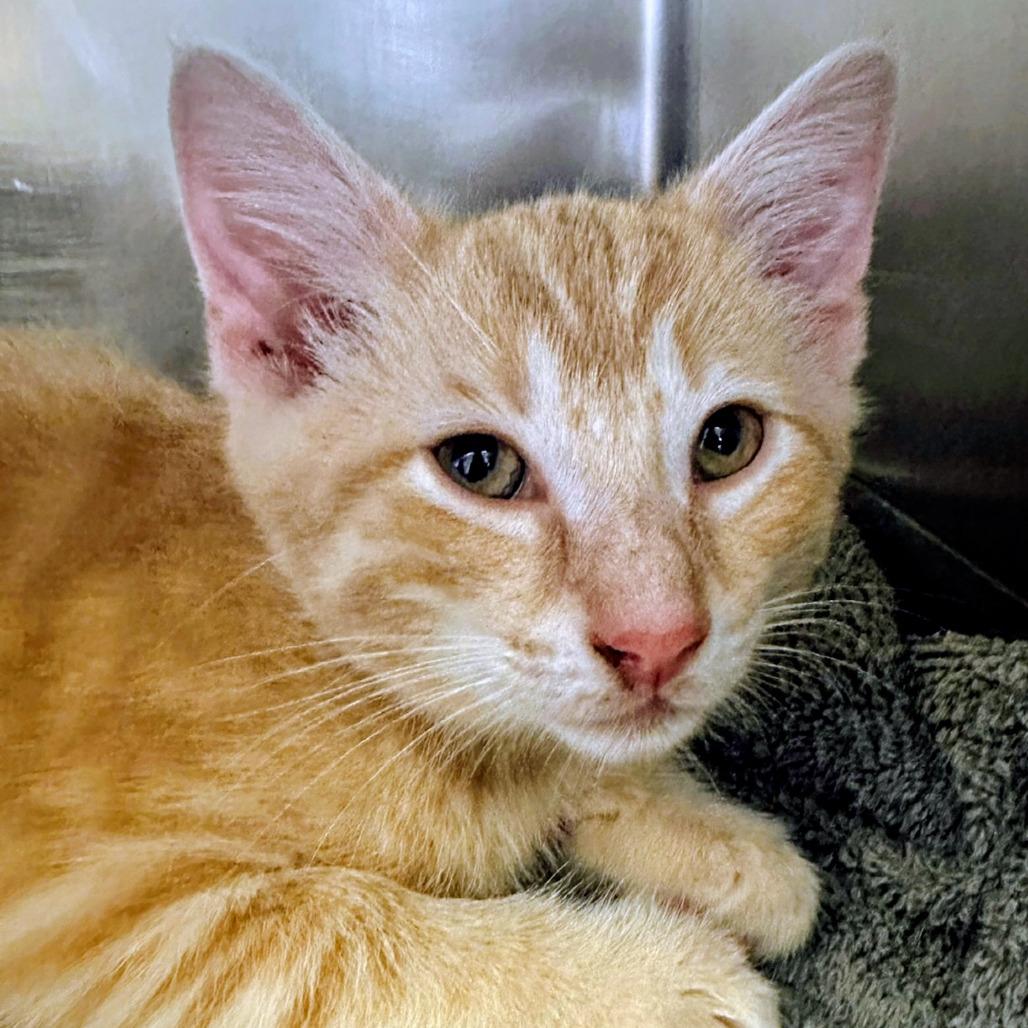 Enlarge Alvin, a Adoptable mixed breed in Marysville, OH image 2/5