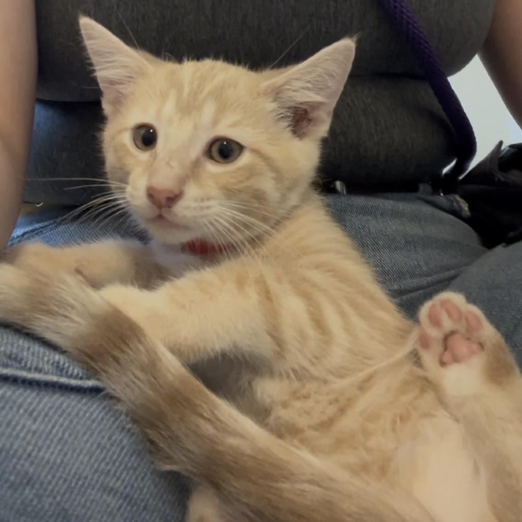 Enlarge Alvin, a Adoptable mixed breed in Marysville, OH image 3/5
