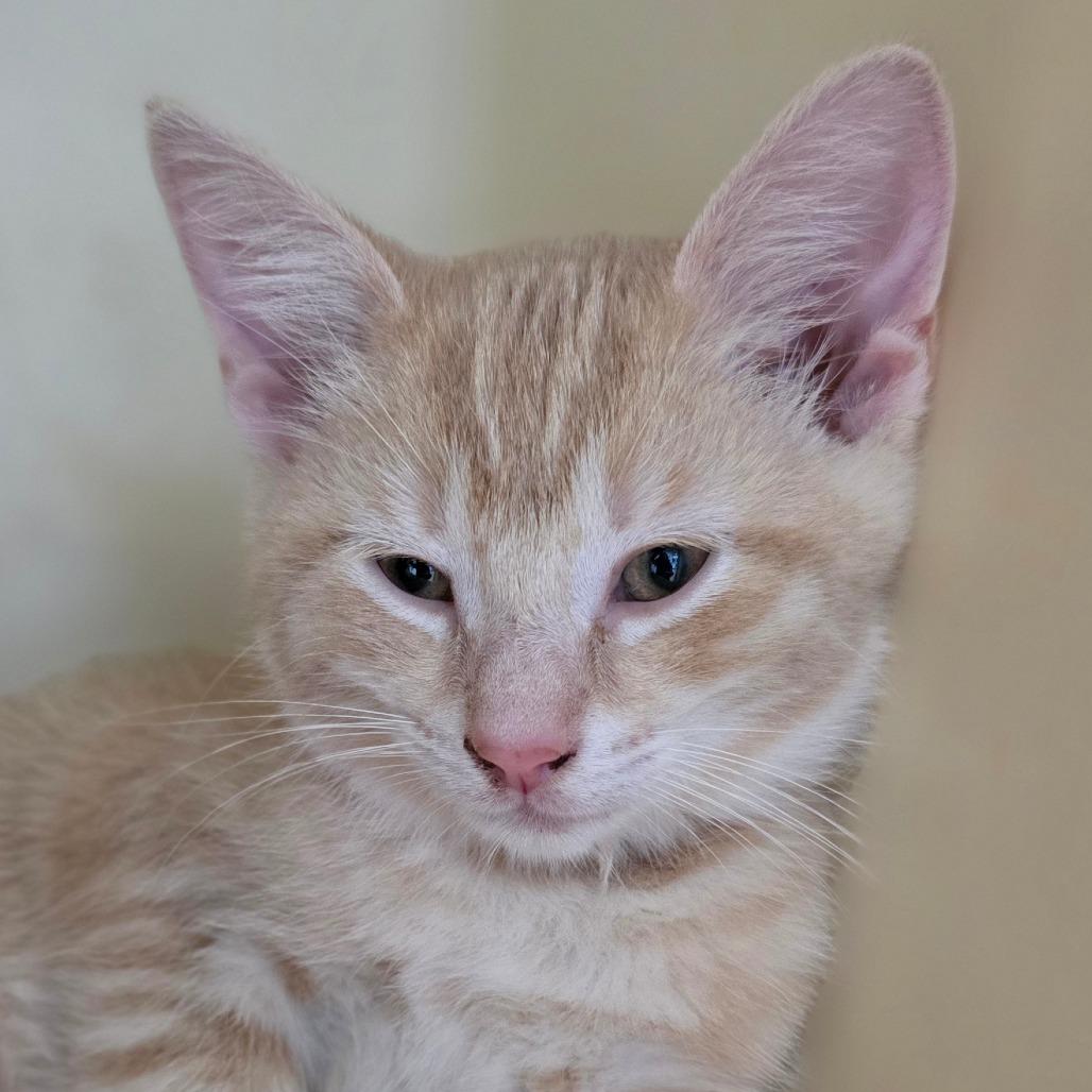 Enlarge Alvin, a Adoptable mixed breed in Marysville, OH image 5/5