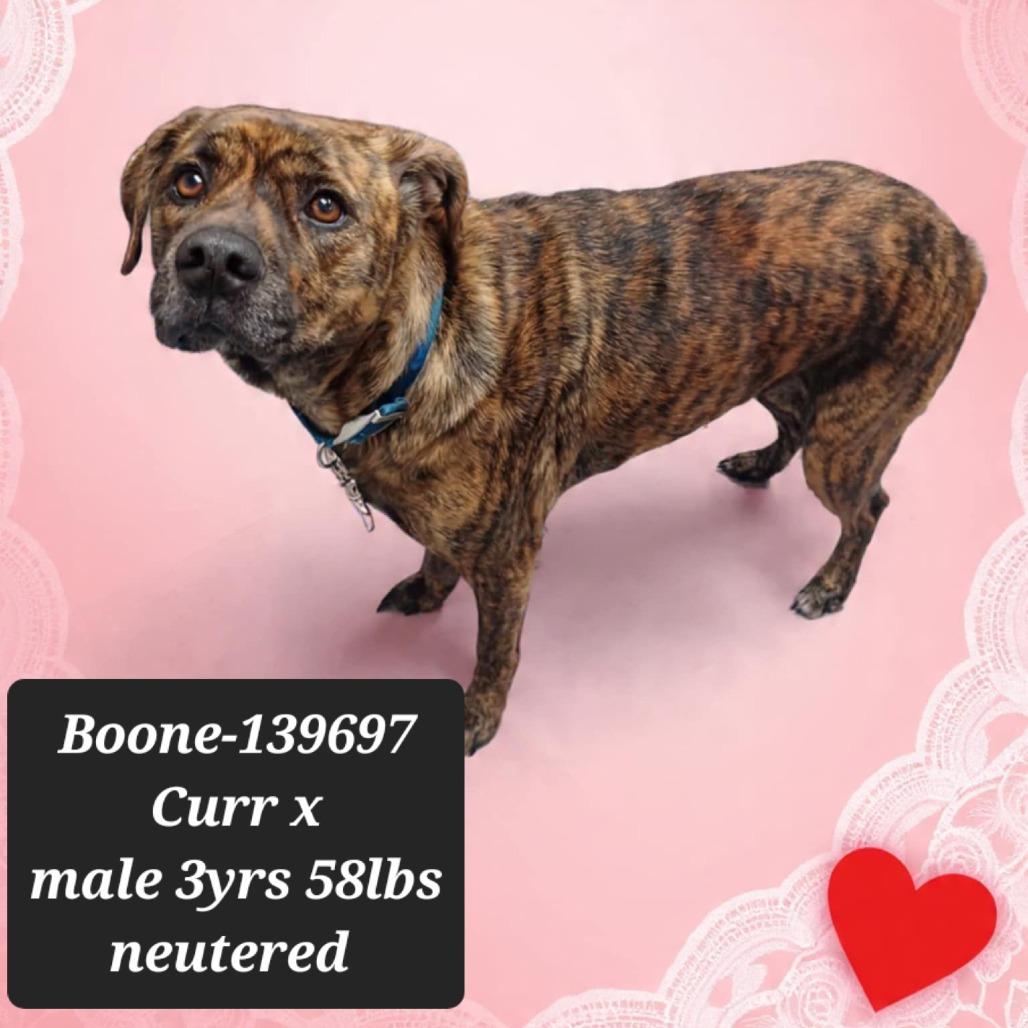 Boone, Adoptable, Adult Male Mountain Cur.