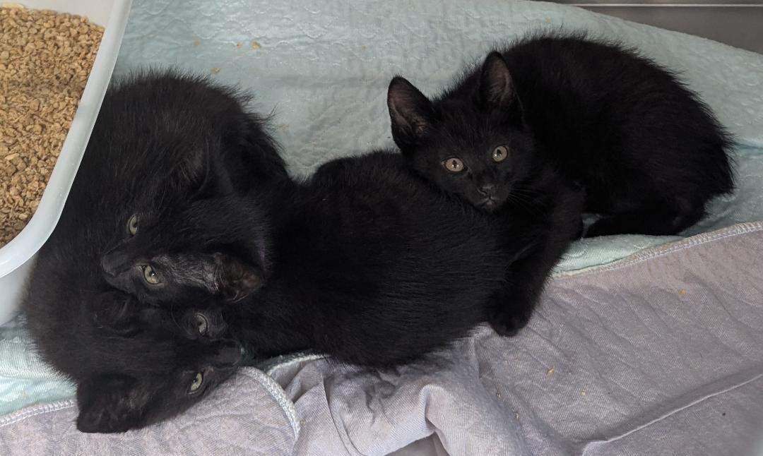 Fagin, Twist, adopted Dodge is left, ADOPTABLE, Kitten Male Domestic Short Hair.
