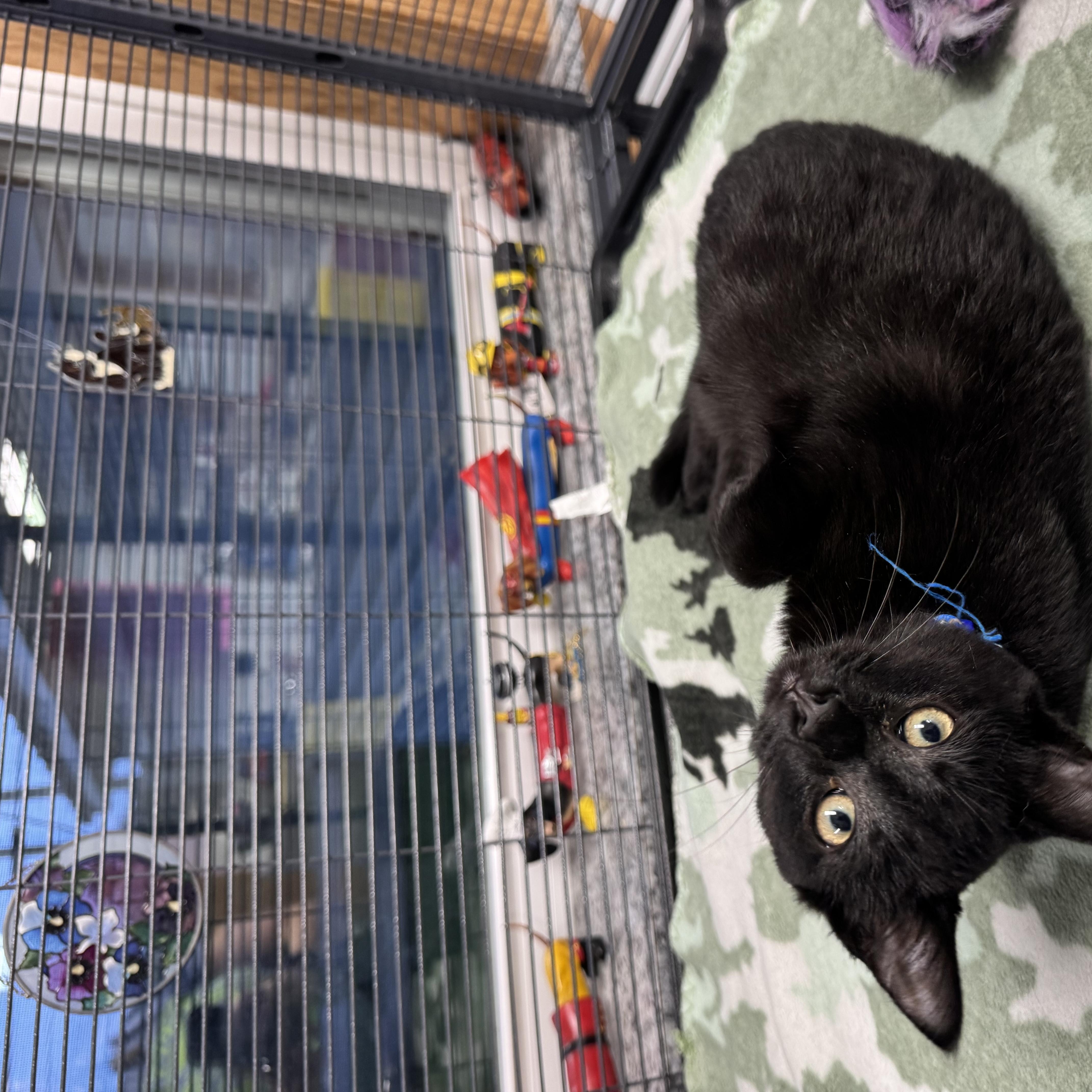 Fagin, Twist, adopted Dodge is left, Adoptable, Kitten Male Domestic Short Hair.