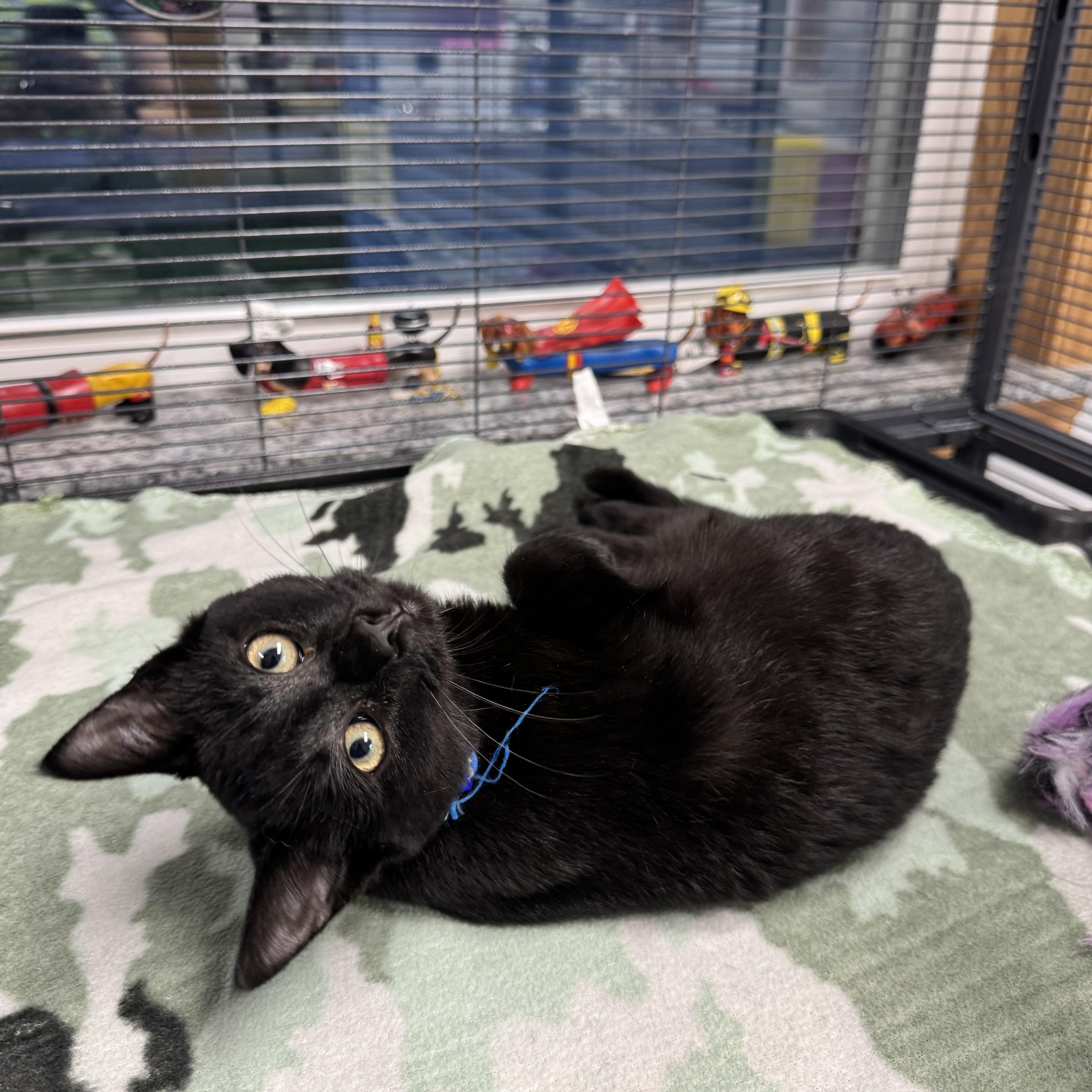 Dodger, Adoptable, Kitten Male Domestic Short Hair.