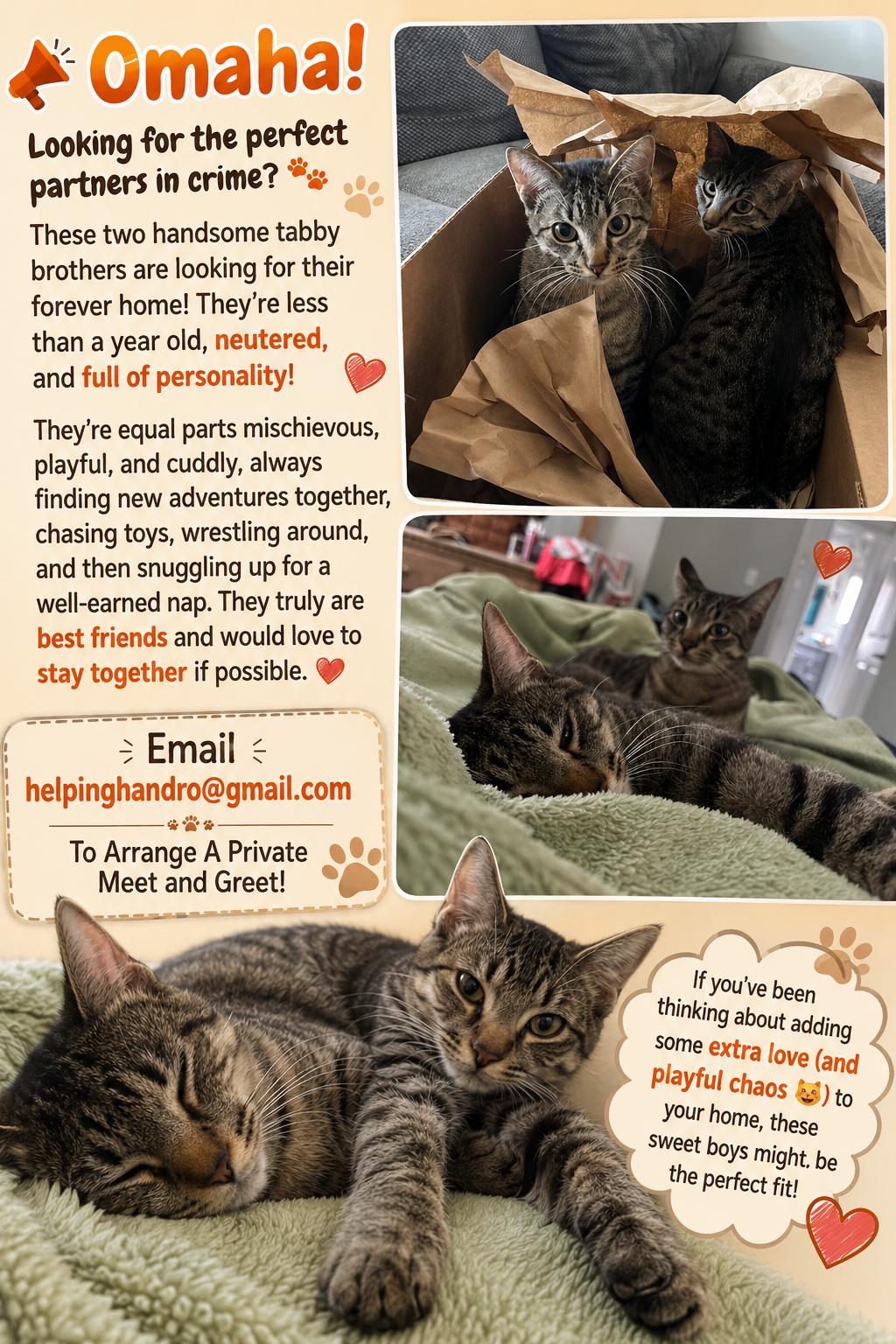 Brothers - Courtesy Post, a ADOPTABLE mixed breed in Omaha, NE image 2/3