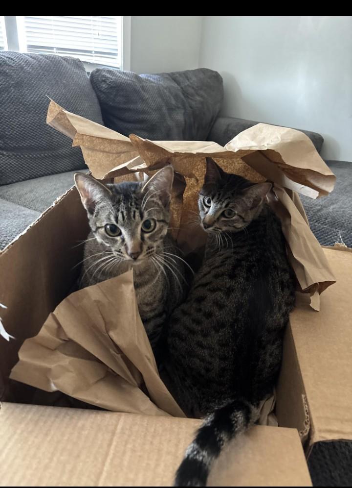 Brothers - Courtesy Post, ADOPTABLE, Young Male Tabby.
