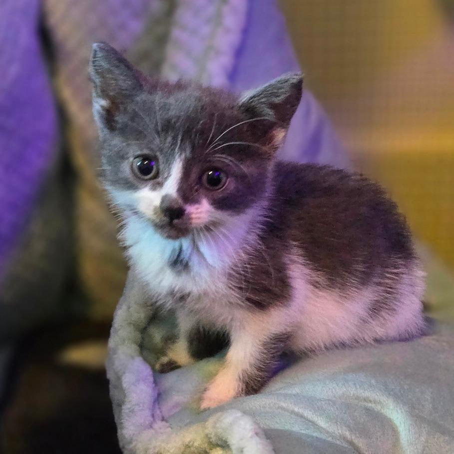 Minnie, Adoptable, Kitten Female Domestic Short Hair.