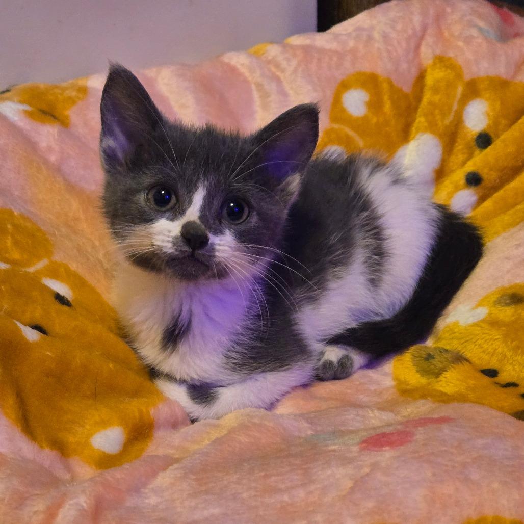 Enlarge Minnie, a Adoptable Domestic Short Hair in Ephrata, PA image 2/6