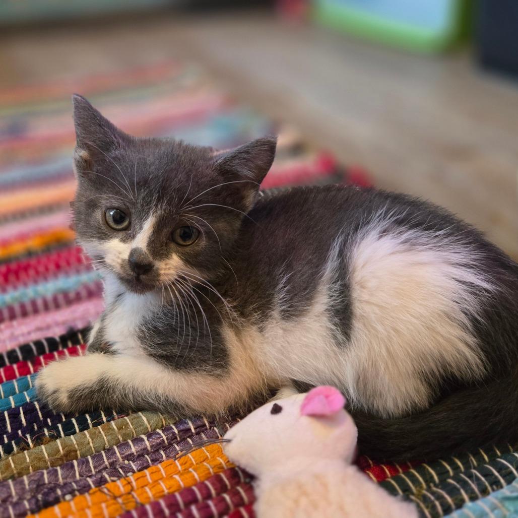 Enlarge Minnie, a Adoptable Domestic Short Hair in Ephrata, PA image 4/6