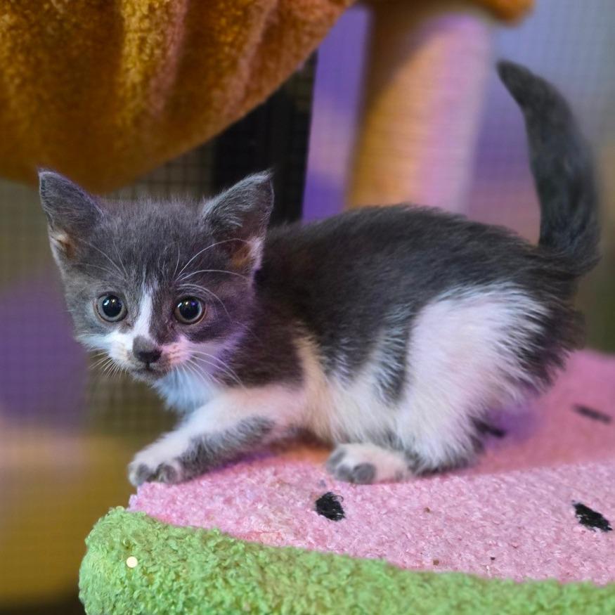 Enlarge Minnie, a Adoptable Domestic Short Hair in Ephrata, PA image 6/6